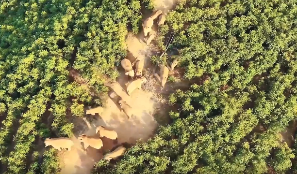 魔域倡导看护天然不只是实际的使命更应成为虚拟国际中的永恒主题