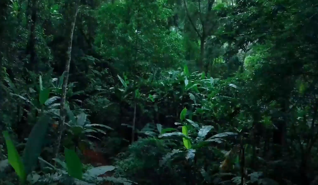 实际举动为生态维护贡献力量足见魔域玩家对公益事业的热心与责任感